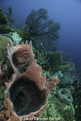 Quiet at home.

I used my shaker to advice all the dive... by David Sanchez Pachon 